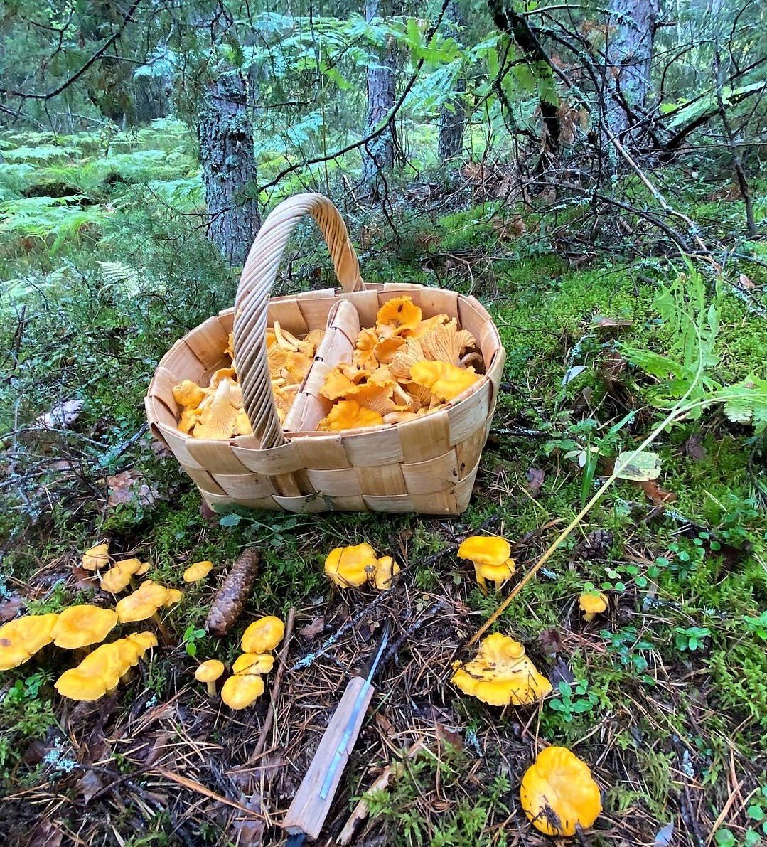 Are mushrooms good for you? Pacific Wild Pick