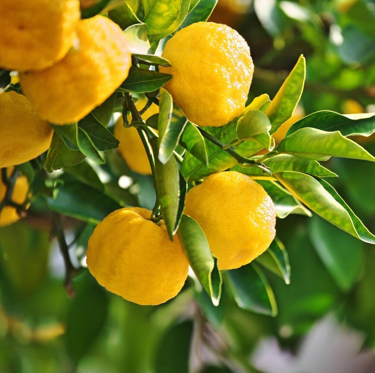 100% Yuzu Juice - Pacific Wild Pick