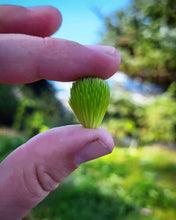 Load image into Gallery viewer, Canadian Spruce Tip Jelly - Pacific Wild Pick