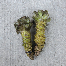 Load image into Gallery viewer, Chef Quality Wasabi Root 山葵 - Next Day Shipping - Pacific Wild Pick