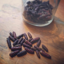 Load image into Gallery viewer, DUNE PEPPER (ALDER CATKINS) - Pacific Wild Pick