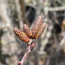 Load image into Gallery viewer, DUNE PEPPER (ALDER CATKINS) - Pacific Wild Pick