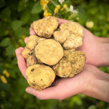 Load image into Gallery viewer, Fresh Alba White Truffle (Tuber Magnatum Pico) - Pacific Wild Pick
