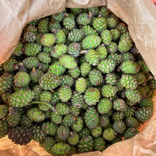 Load image into Gallery viewer, Fresh Green Baby Pine Cone - Pacific Wild Pick