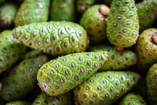 Load image into Gallery viewer, Fresh Green Baby Pine Cone - Pacific Wild Pick