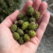 Load image into Gallery viewer, Fresh Green Baby Pine Cone - Pacific Wild Pick