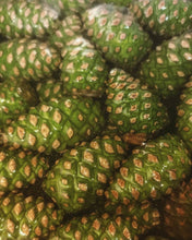 Load image into Gallery viewer, Fresh Green Baby Pine Cone - Pacific Wild Pick