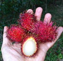 Load image into Gallery viewer, Fresh Rambutan Fruit - Pacific Wild Pick
