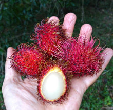 Load image into Gallery viewer, Fresh Rambutan Fruit - Pacific Wild Pick