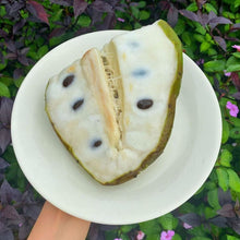Load image into Gallery viewer, Fresh Soursop Exotic Fruit - Pacific Wild Pick