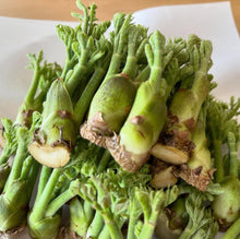 Load image into Gallery viewer, Fresh Taranome - Pacific Wild Pick