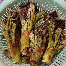 Load image into Gallery viewer, Fresh Taranome - Pacific Wild Pick