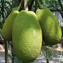 Load image into Gallery viewer, Fresh whole Jackfruit - Pacific Wild Pick