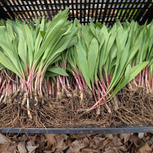 Load image into Gallery viewer, Fresh Wild Leeks aka Ramps - Pacific Wild Pick