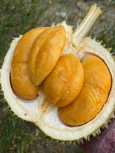Load image into Gallery viewer, Frozen Ri6 & Monthong Durian Pulp – King of Fruits - Pacific Wild Pick