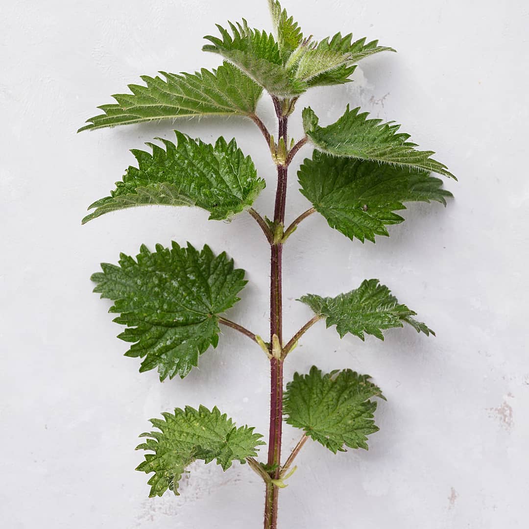 Frozen Stinging Nettle. 1lb