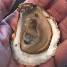 Load image into Gallery viewer, Irish Point Oysters - In Shell - Pacific Wild Pick