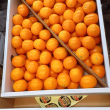 Load image into Gallery viewer, Japanese Kumquats – Kinkan (金柑) - Pacific Wild Pick