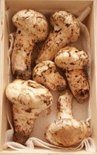 Load image into Gallery viewer, Matsutake "Pine" Mushroom - Pacific Wild Pick