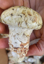 Load image into Gallery viewer, Matsutake "Pine" Mushroom - Pacific Wild Pick