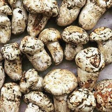 Load image into Gallery viewer, Matsutake "Pine" Mushroom - Pacific Wild Pick