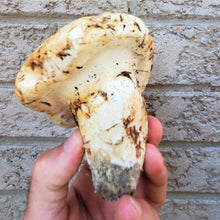 Load image into Gallery viewer, Matsutake "Pine" Mushroom - Pacific Wild Pick