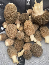 Load image into Gallery viewer, New York Morel Mushrooms - Pacific Wild Pick
