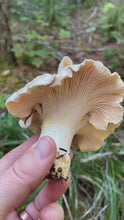 Load and play video in Gallery viewer, Can you eat White Chanterelles?