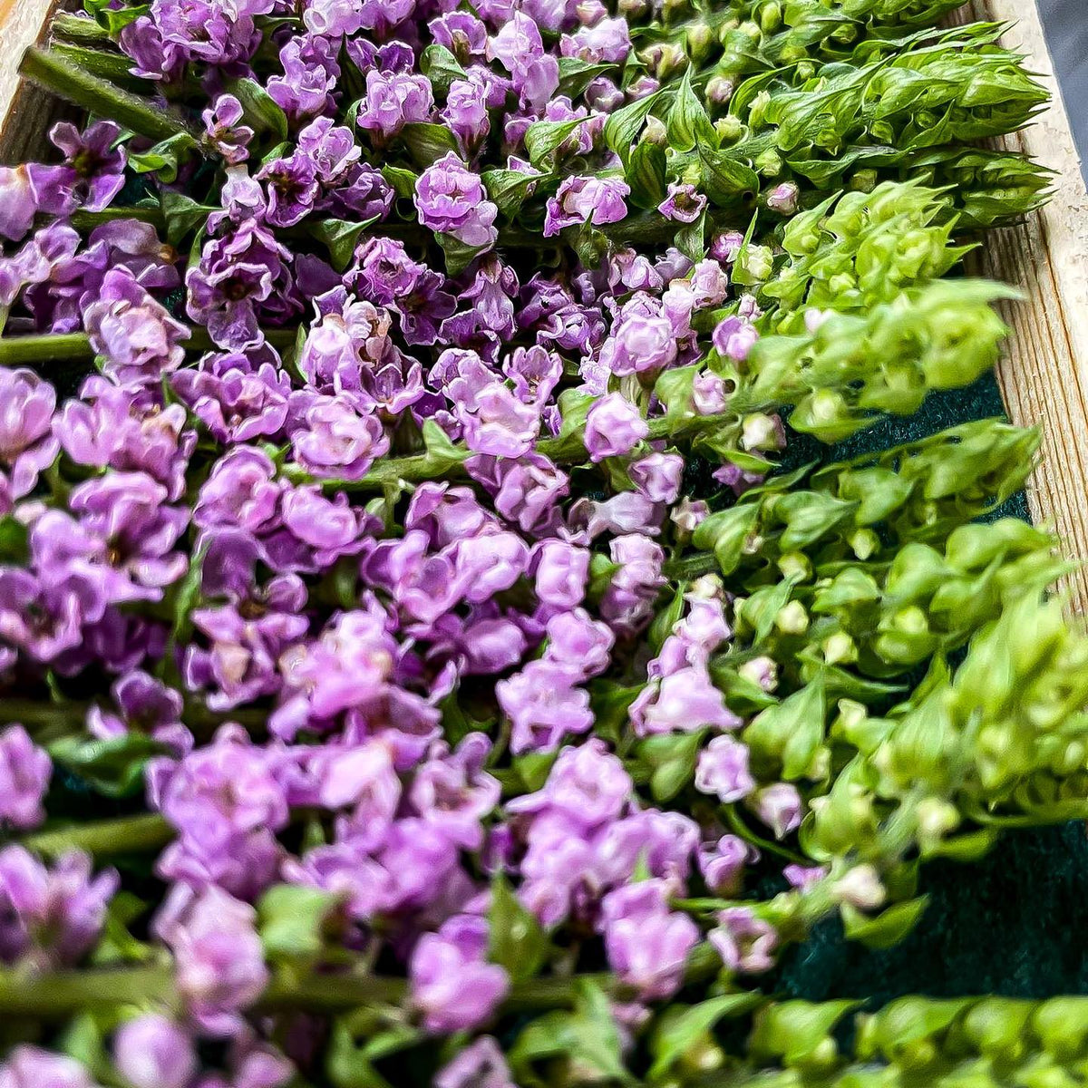 Perilla Blossoms - Hana Hojiso - Pacific Wild Pick