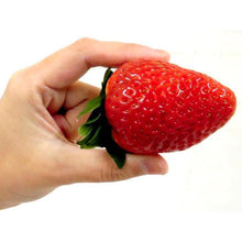 Load and play video in Gallery viewer, Indulge in the rare Kyoto strawberry, a gourmet Japanese fruit hand-selected for its exceptional sweetness, rich juiciness, and delicate aroma