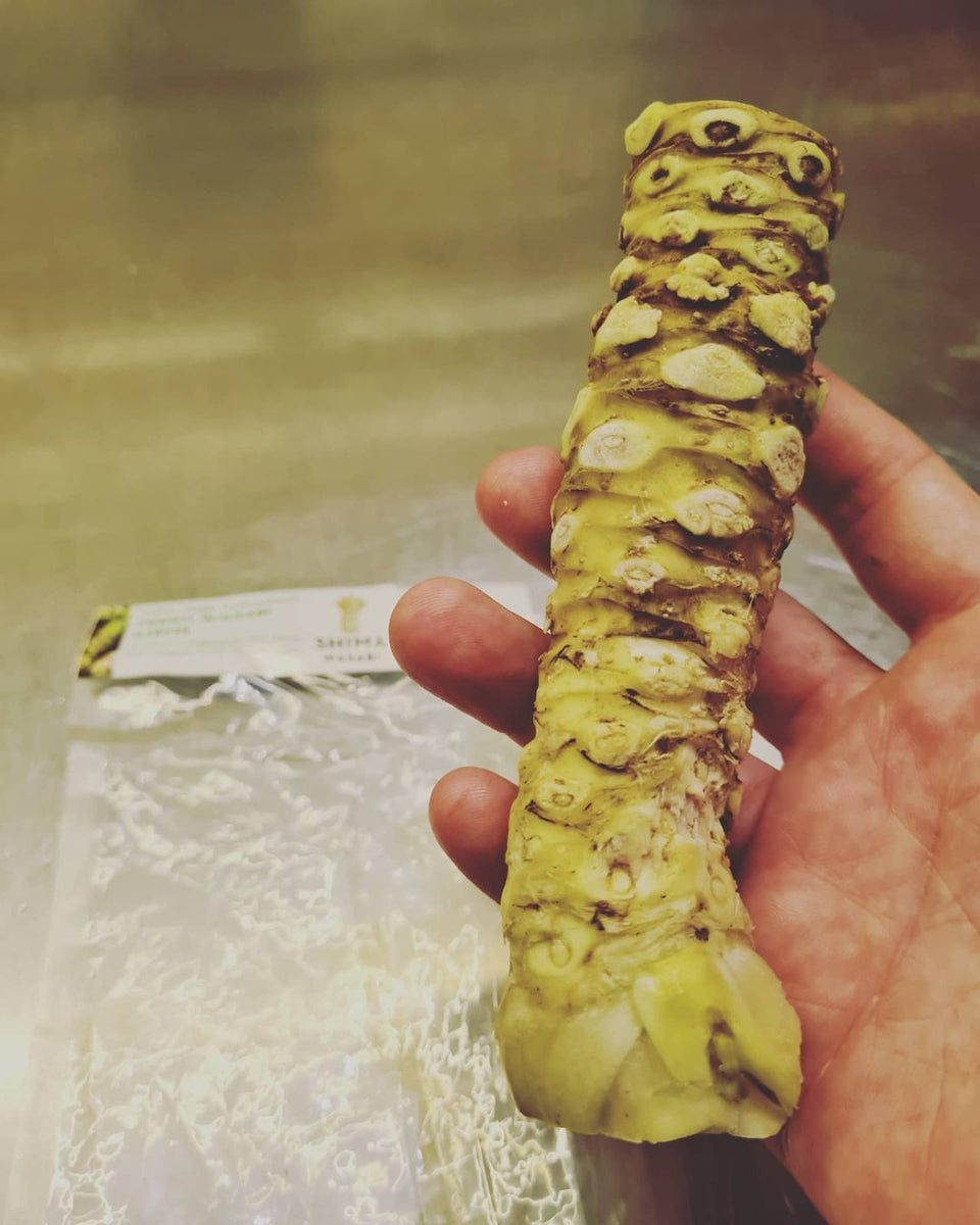 Fresh Japanese Wasabi root 山葵 Pacific Wild Pick