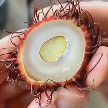 Load and play video in Gallery viewer, Try Fresh Rambutan Lychee
