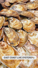 Load and play video in Gallery viewer, Live east coast Oysters delivery