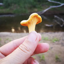 Load and play video in Gallery viewer, Wild Chanterelle 2023