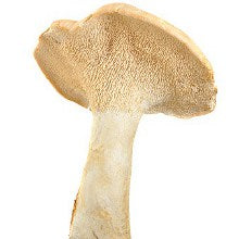 Load and play video in Gallery viewer, Hedgehog Sweettooth Mushroom - Fresh