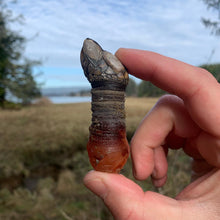 Load and play video in Gallery viewer, Gooseneck Barnacles for Sale