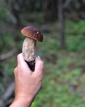 Load and play video in Gallery viewer, Fresh Porcini Mushrooms