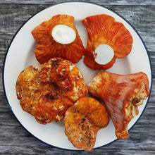 Load and play video in Gallery viewer, Fresh Lobster Mushrooms order