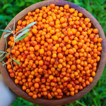 Load image into Gallery viewer, Sea Buckthorn Berries - Pacific Wild Pick