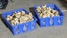 Load image into Gallery viewer, Plastic Mushroom Picking Baskets - Pacific Wild Pick