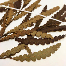 Load image into Gallery viewer, Wildcrafted sweetfern - Pacific Wild Pick