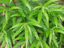 Load image into Gallery viewer, Wildcrafted sweetfern - Pacific Wild Pick