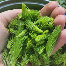 Load image into Gallery viewer, Spruce Tips - Next Day Shipping