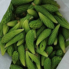 Load image into Gallery viewer, buy spruce tips