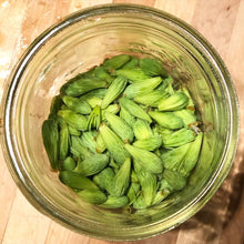 Load image into Gallery viewer, Spruce Tips - Next Day Shipping