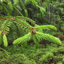 Load image into Gallery viewer, Spruce Tips - Next Day Shipping