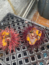 Load image into Gallery viewer, buy live sea urchin