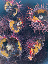 Load image into Gallery viewer, Urchomics