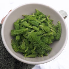 Load image into Gallery viewer, Spruce Tips - Next Day Shipping