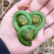 Load image into Gallery viewer, frozen fiddleheads